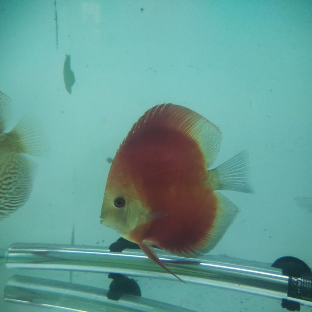 RGD super discus hb 4 inch up