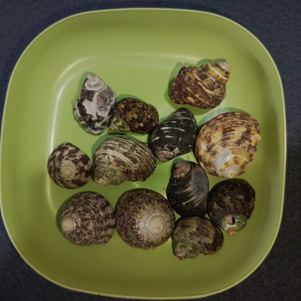 Kulit Kerang Keong Cangkang Keong