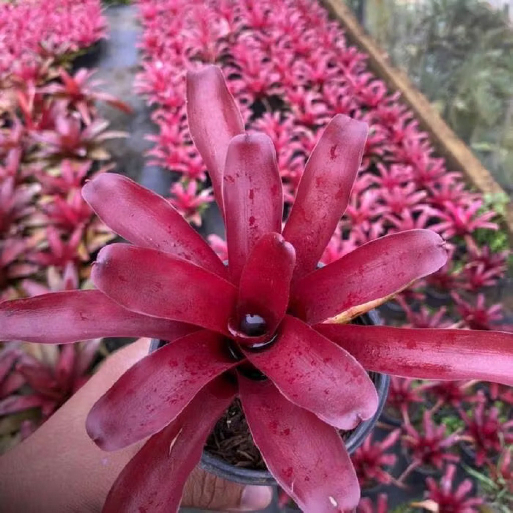 Bromelia Merah Mawar