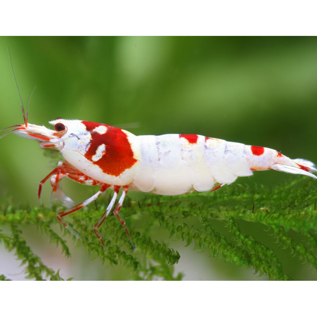 Hiasan aquarium PRL {Pure Read Line} Udang hias aQuascape