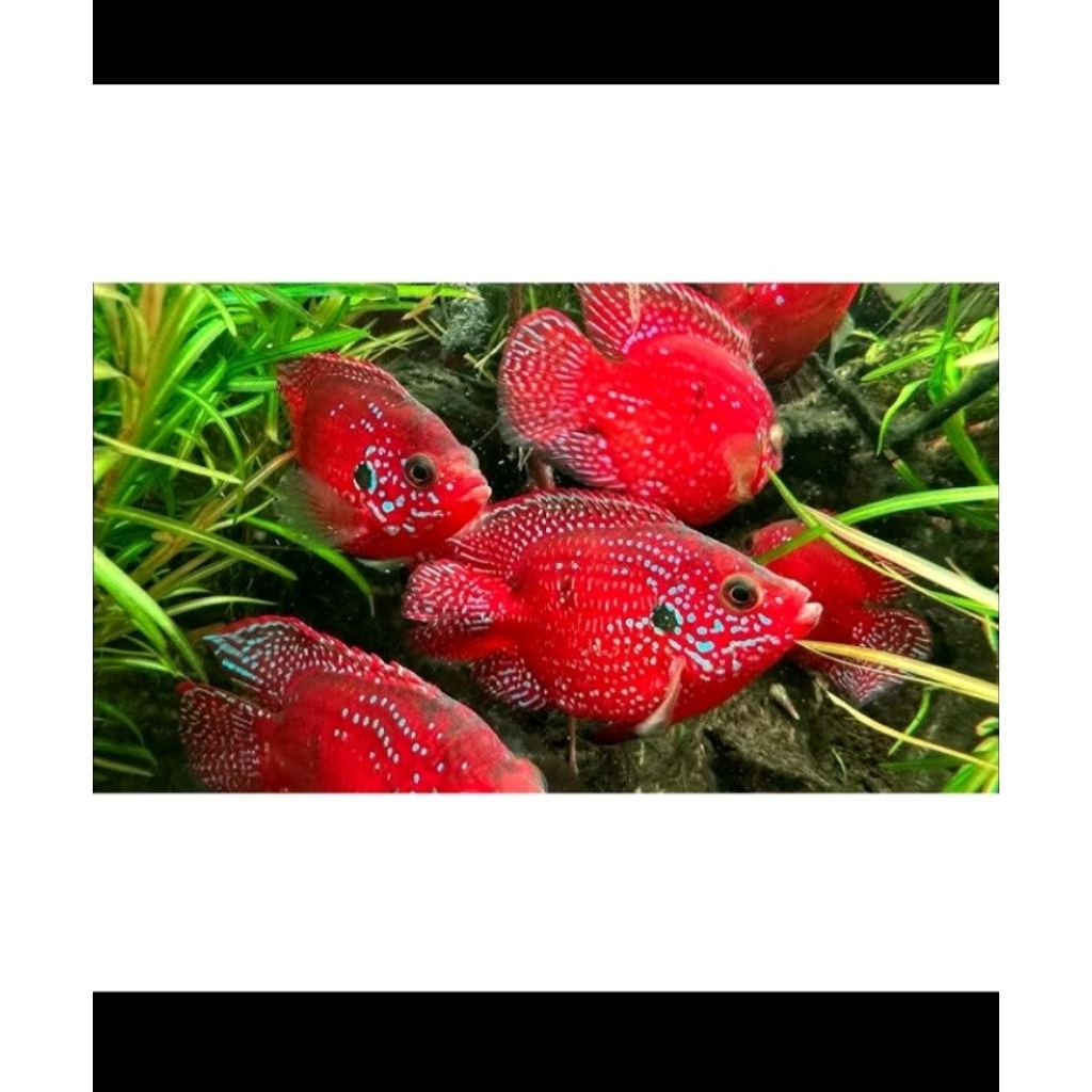 red jewel cichlid (balon)paketan 10ekor baby