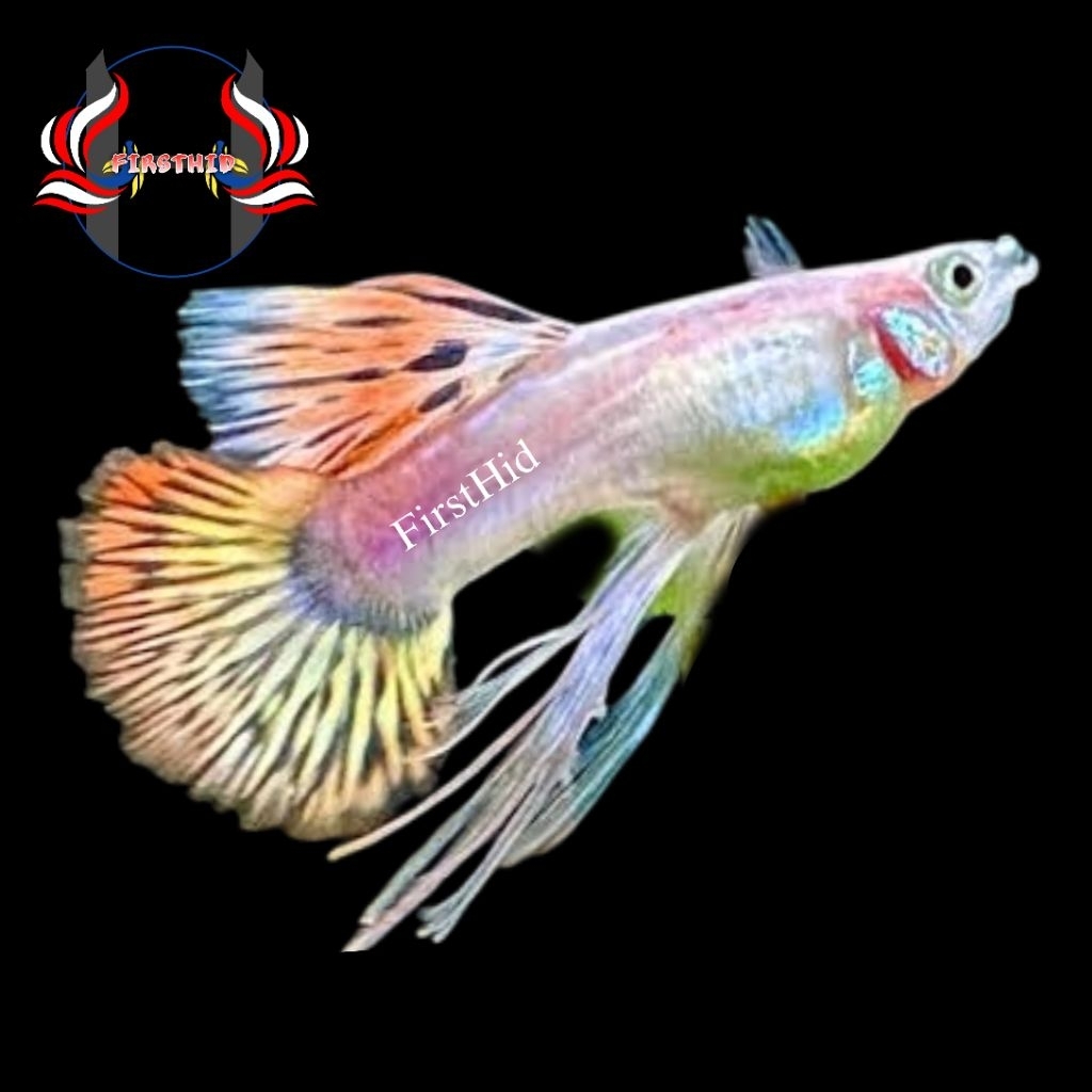 (1 PSG) GUPPY Phoenix Fire Ribbon Long Ear big dorsal penghias aksesoris akuarium