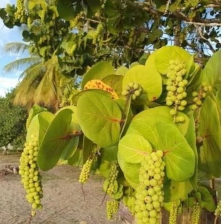 Pohon anggur laut tinggi 3 meter