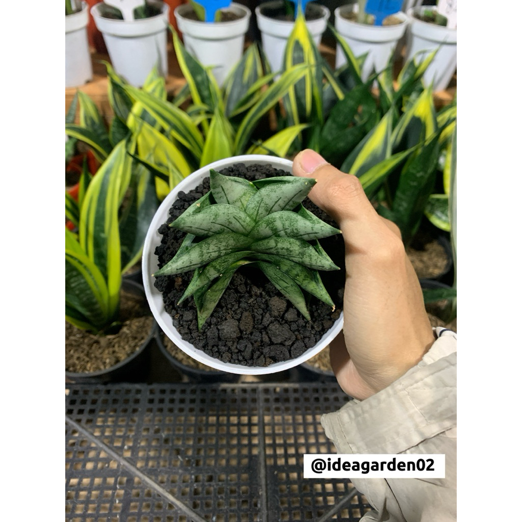 Sansevieria Boncel New Clone/Bonji Ukuran Pot 10cm