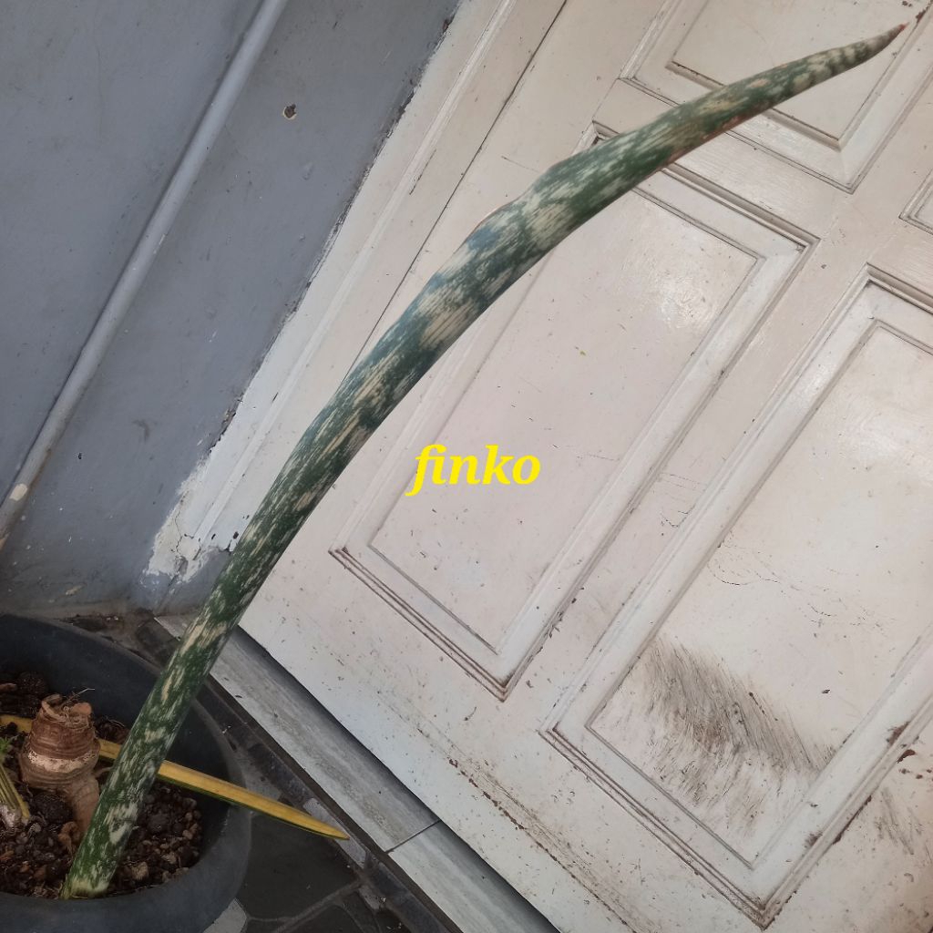 R. 3349. sansevieria sp. mottled suswe rd. 30 km past Mtoko