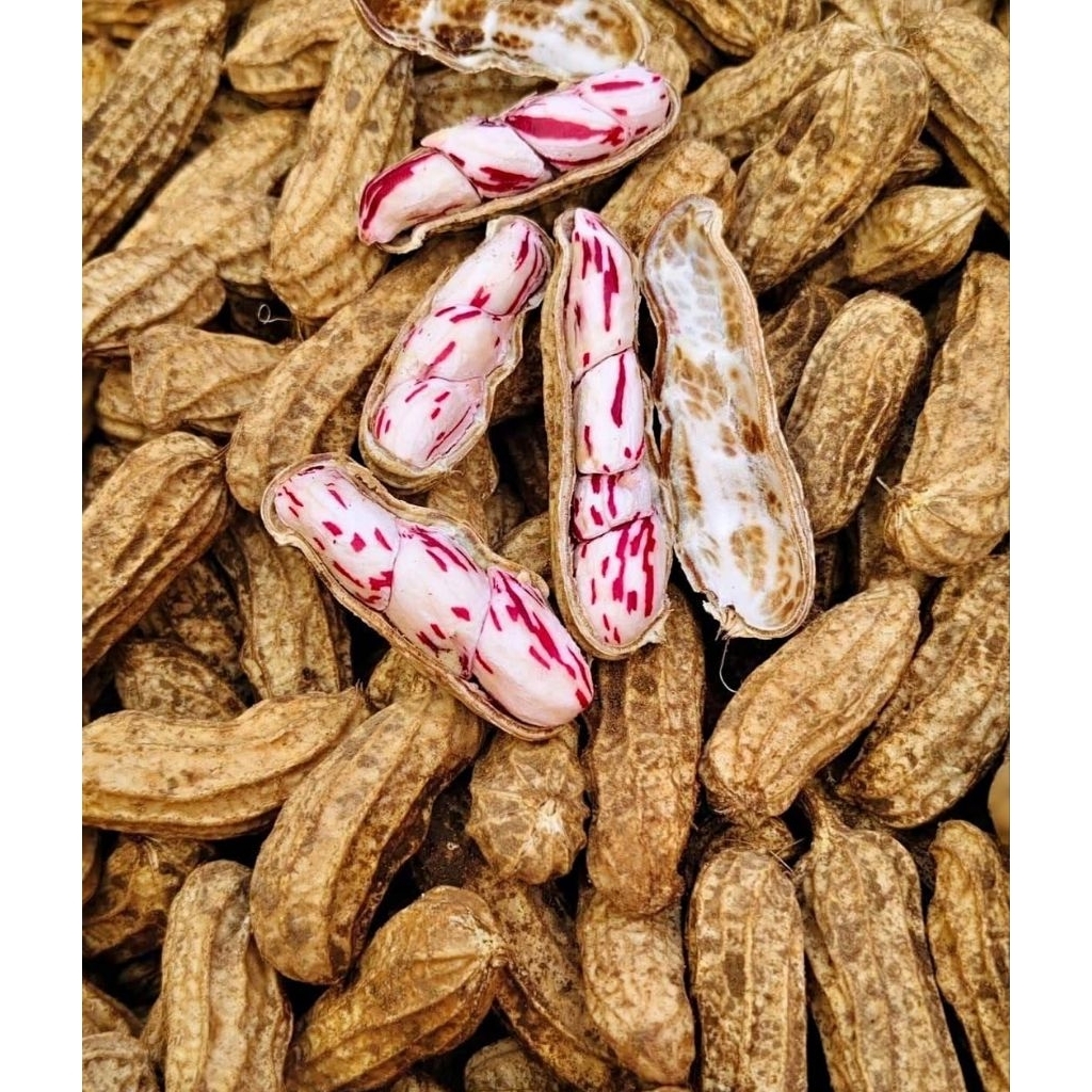 Kacang Tanah Lurik Mentah, kacang tanah, kacang tanah madu, 1kg Grosir – Kualitas Pilihan UMKM