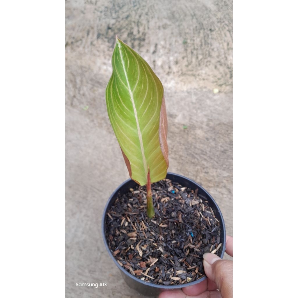 Aglonema ARIMBI Variant (Daun 1+) (1)