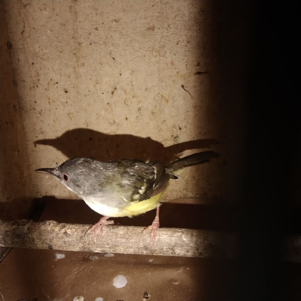 Burung Ciblek semy jantan mulus