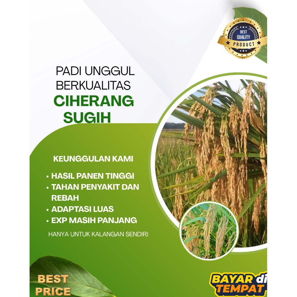 Benih bibit padi unggul berkualitas Ciherang Sugih kemasan 5 kg Original