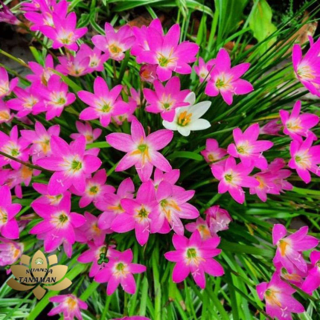 Tanaman Hias Pohon Kucai Tulip Bunga Pink Siap Tanam/Pohon Kucai Tulip Pink Siap Tanam