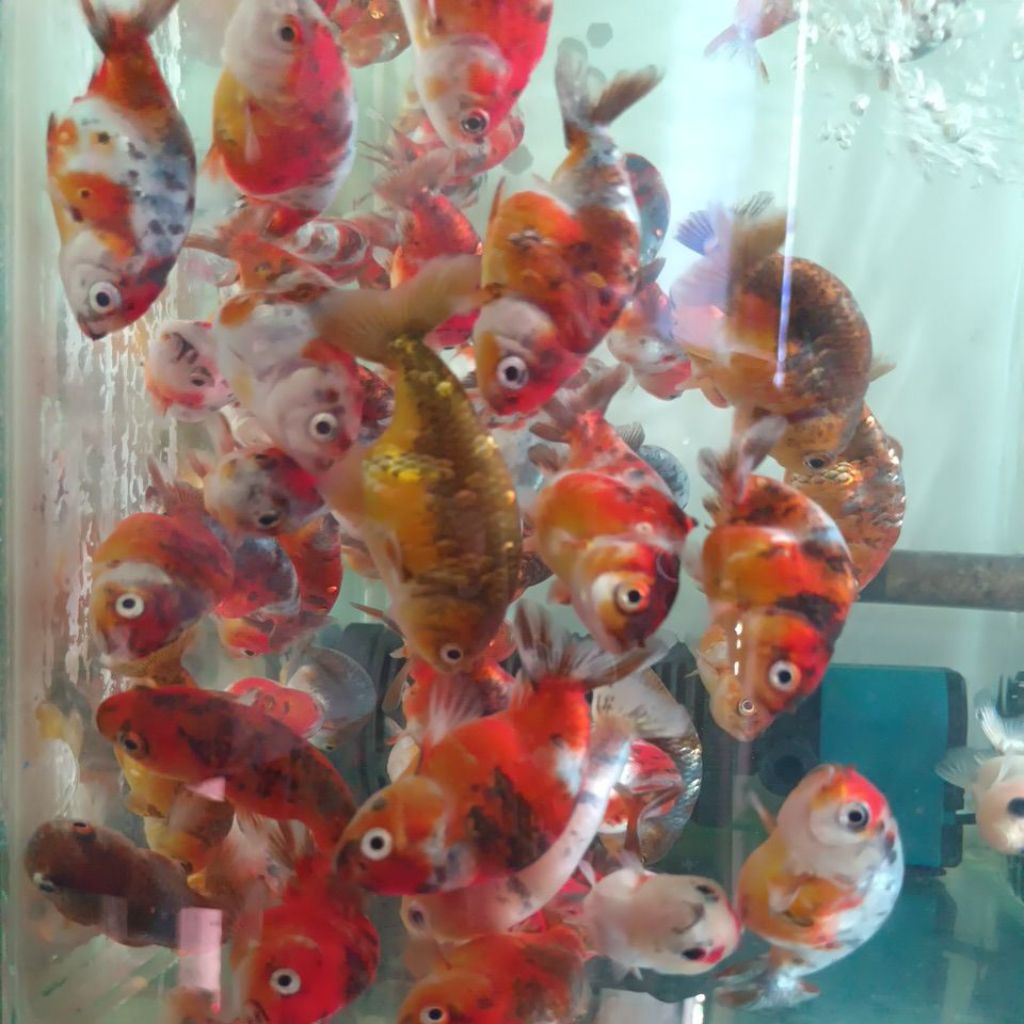 KOKI RANCU CALICO SAPI/RANCHU KOKI PANCA WARNA SEHAT LINCAH SIAP KIRIM