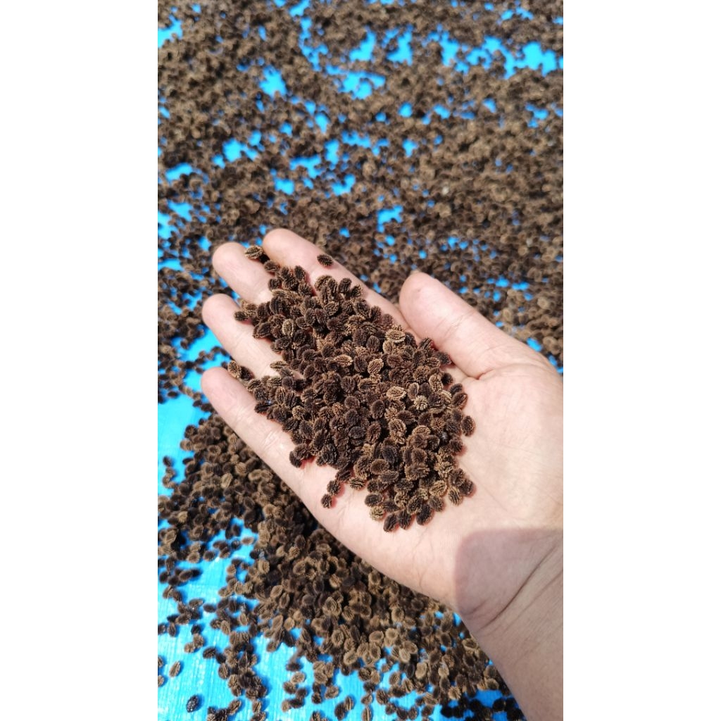 [ 100 butir ] benih pepaya California ipb-9