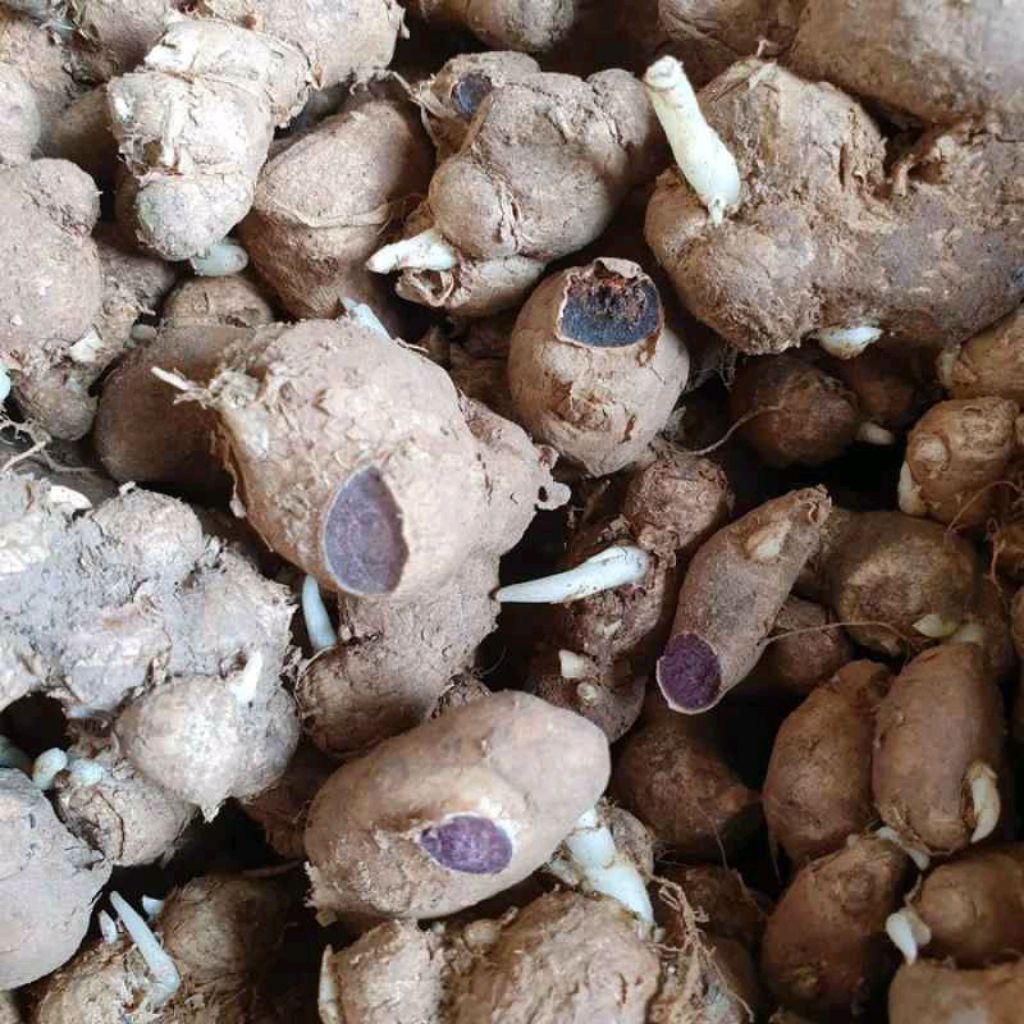 kunyit Hitam asli 250Gram / jahe hitam obat jantung / Obat Jantung - jahe hitam asli - jahe hitam th