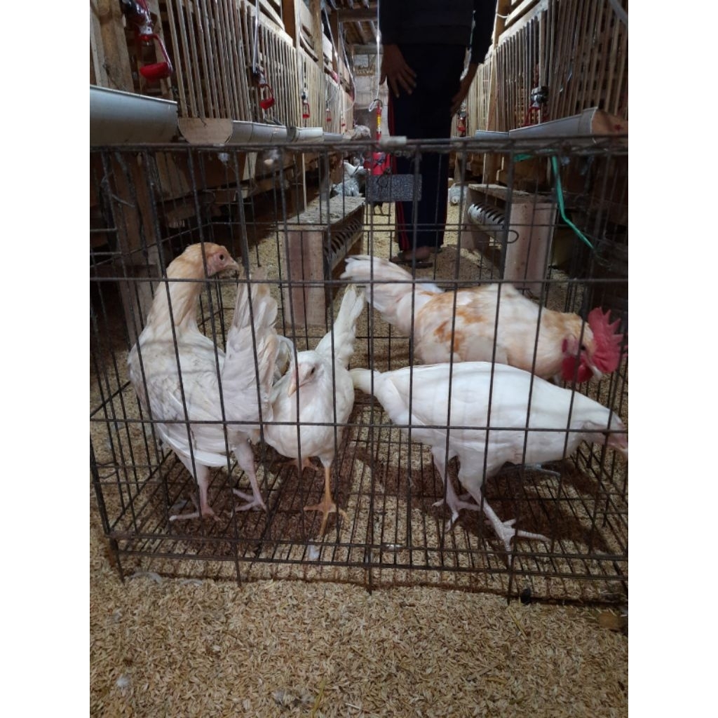 PAKET AYAM KAMPUNG ELBA ARAB, UMUR 2 - 2,5 BLN 1 JANTAN 4 BETINA. UNTUK SEPUTAR BANDUNG.