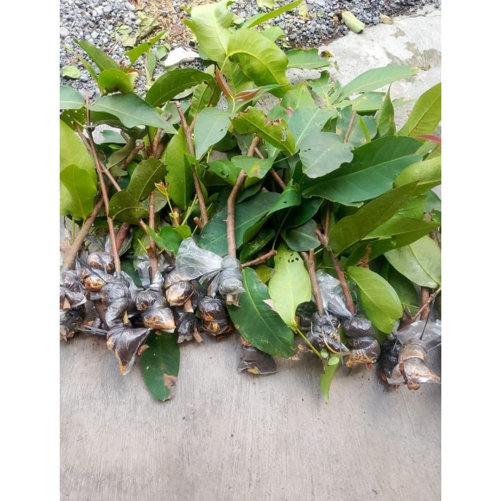 bibit cangkok jambu citra