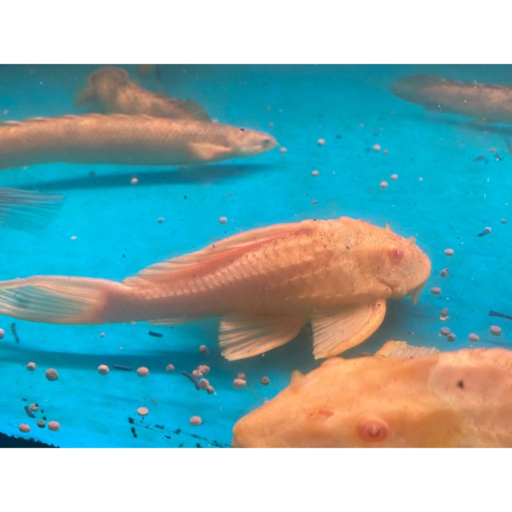 PLECO L083 GIBICEP PLECO MENTEGA SHORT BODY