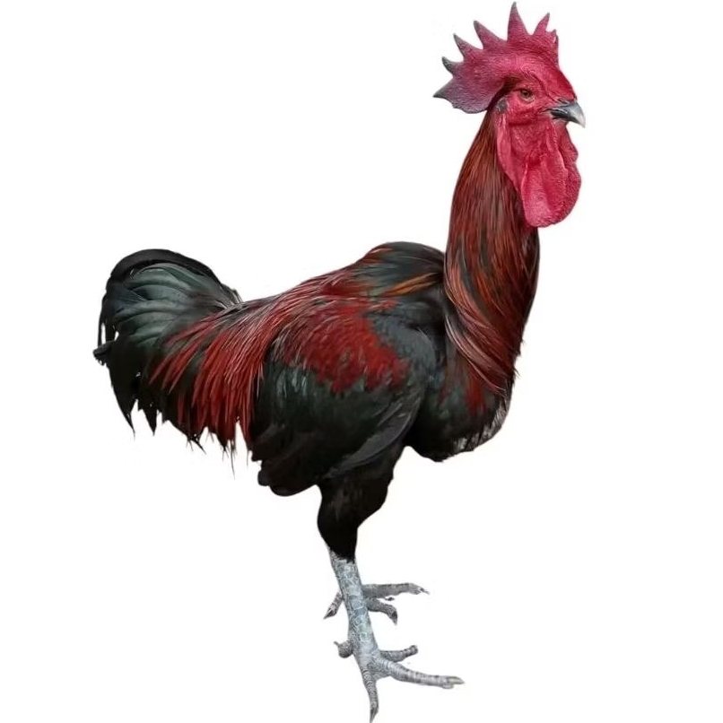 TELUR  AYAM PELUNG ASLI SUPER JUMBO