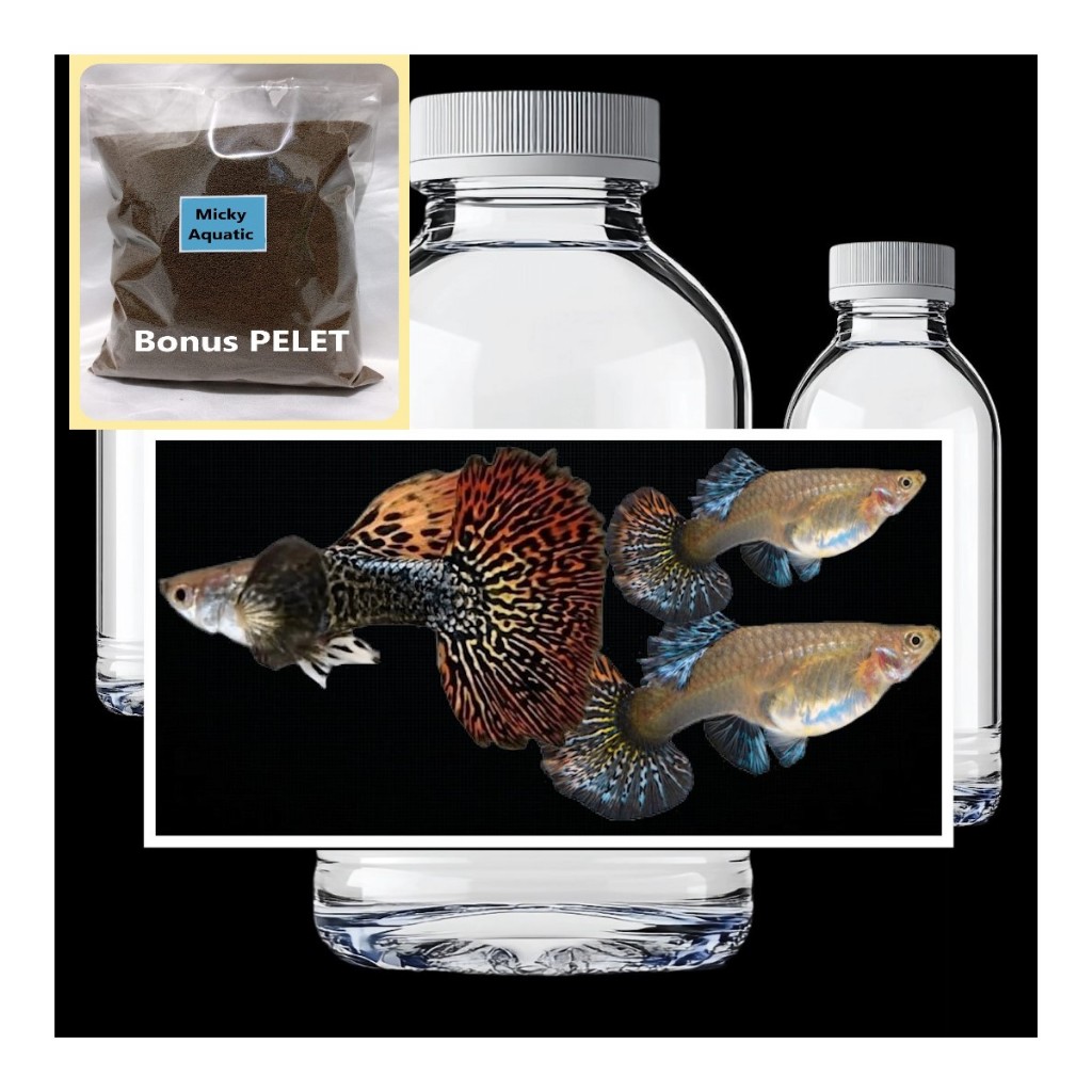 TRIO Red Dragon Big Ear Bonus Pakan Pelet Guppy 10 Gram