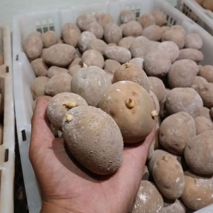 Benih kentang G2 granola L siap tanam