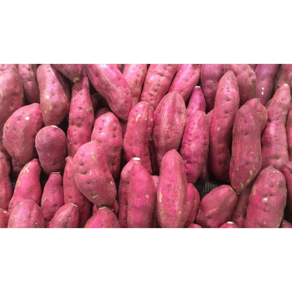 Ubi ungu purbalingga