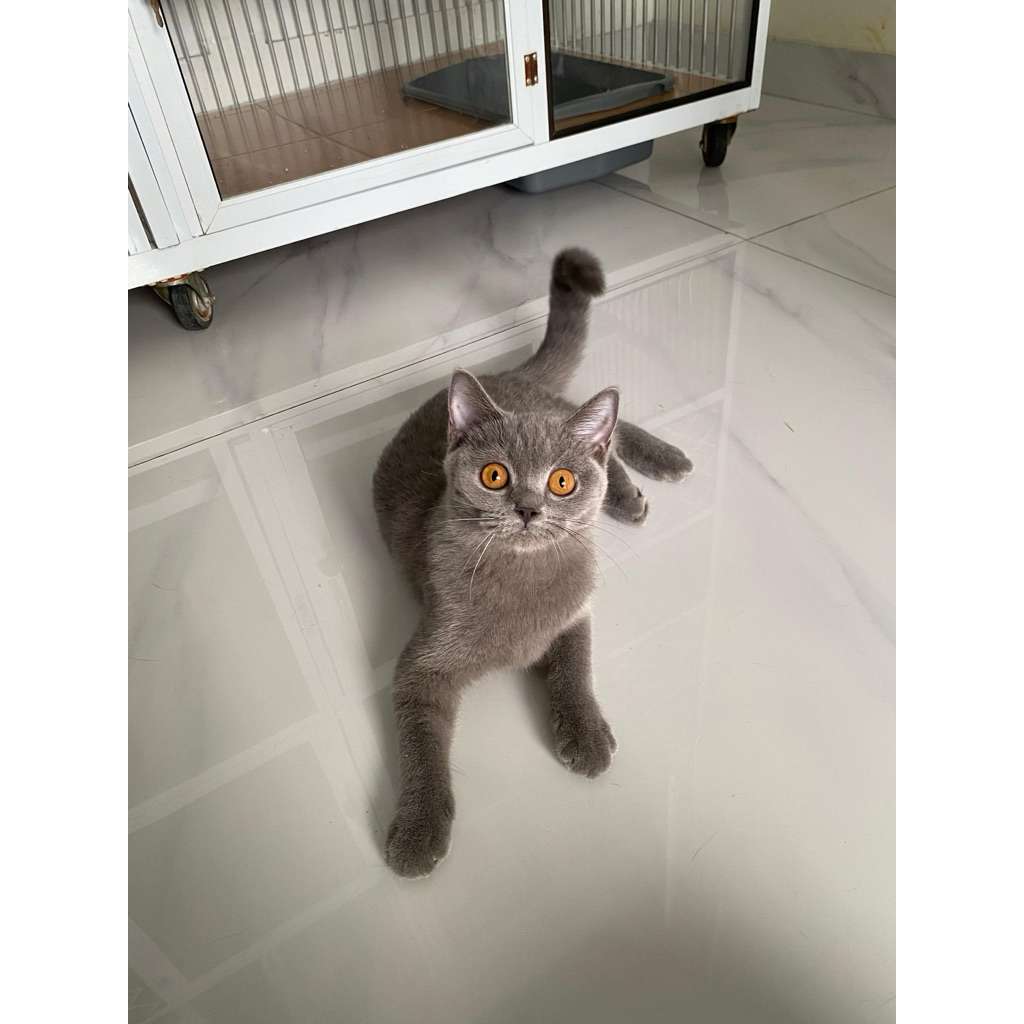 Kucing british short hair