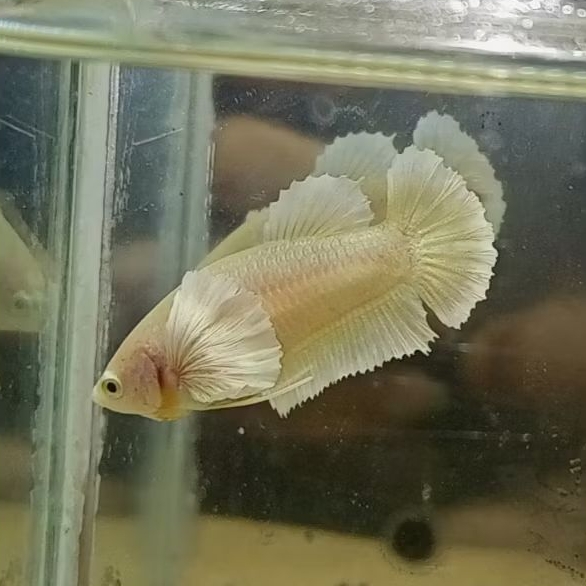 Hiasan aquarium cupang betina dumbo ear top grade calon indukan ukurang medium