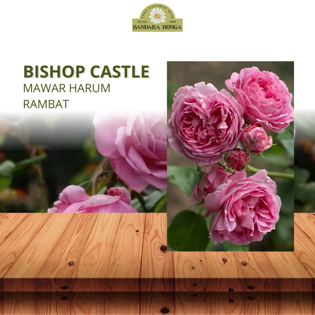 Tanaman Hidup Bunga Mawar Import BISHOP CASTLE-Mawar pink import- bunga mawar-Mawar wangi- bunga maw