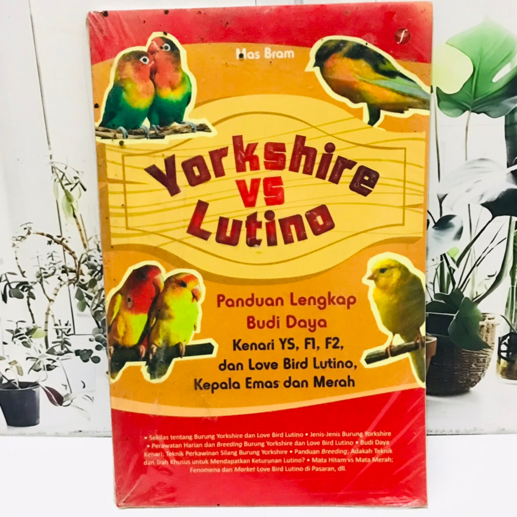 YORKSHIRE VS LUTINO