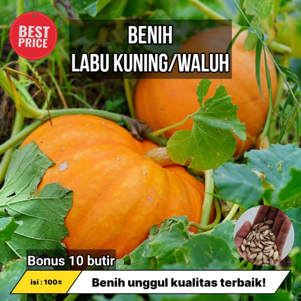 Benih Labu Kuning Unggul isi : ±100