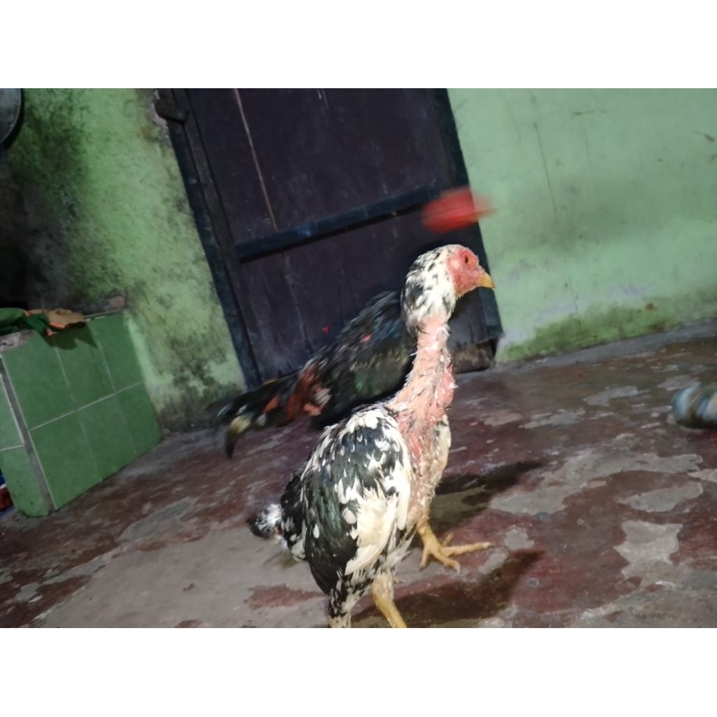 AYAM PAKOY LONG DRUMBAND