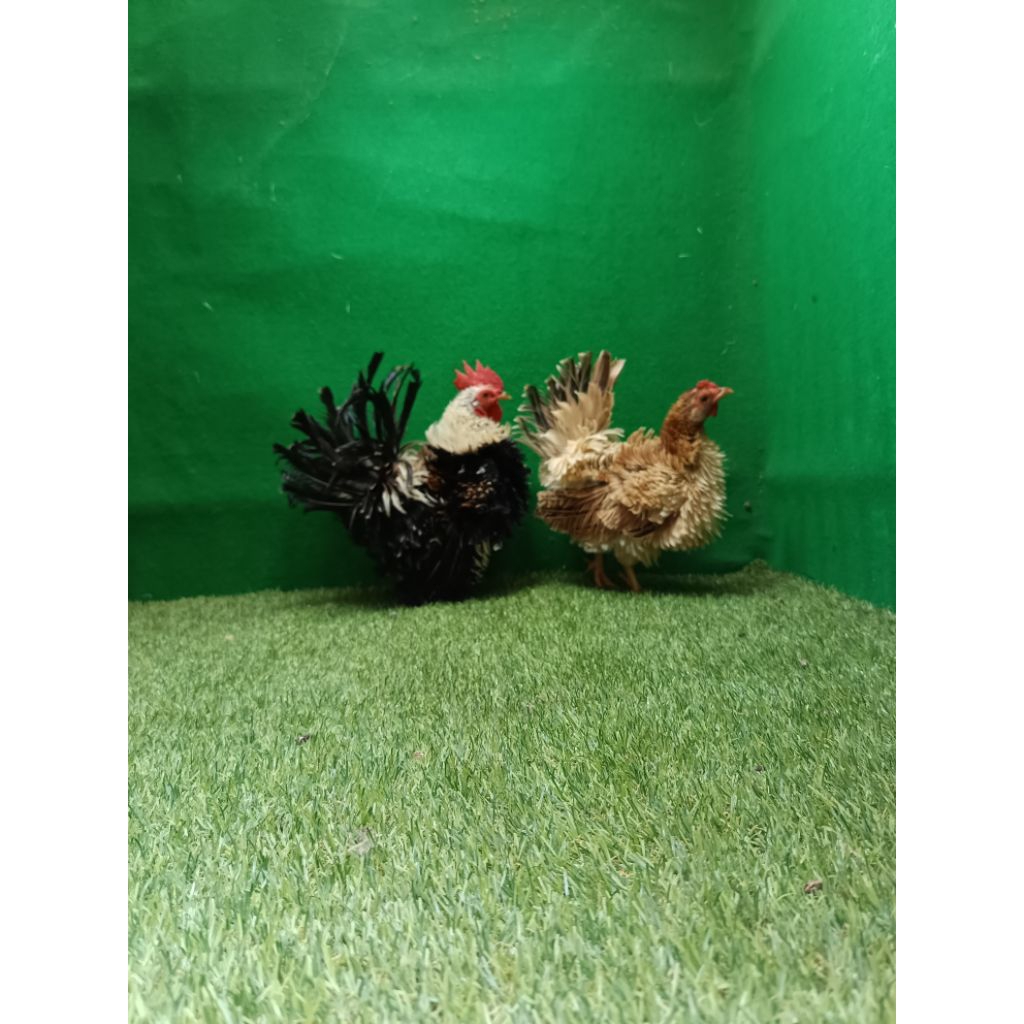 AYAM KATE WALIK USIA 5 BULAN. mohon chat sebelum order