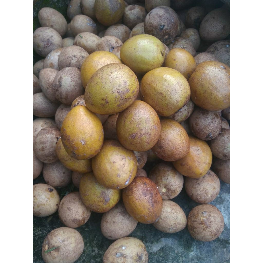 buah sawo 1kg