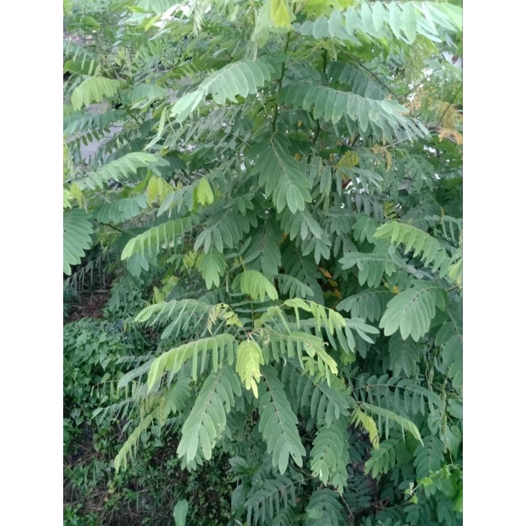 1 iket Daun herbal juar segar di petik saat di pesan