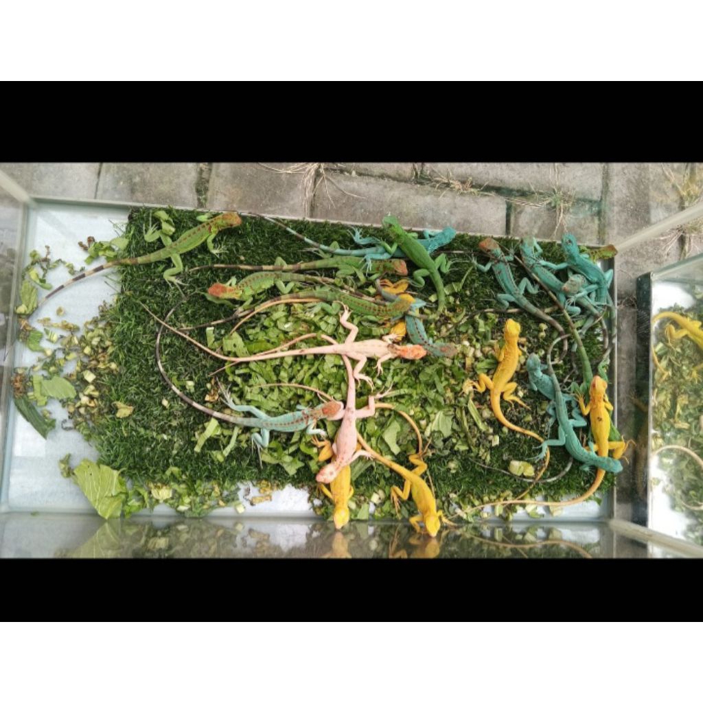 pelet iguana baby green het snow