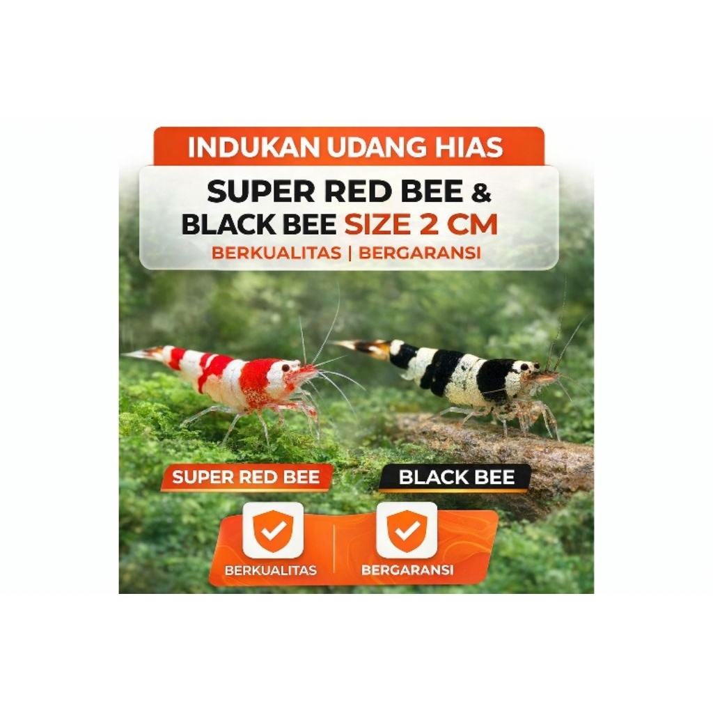 Udang Hias Aquarium Aquascape Paket hemat Indukan udang red bee dan black bee berkualitas super indu