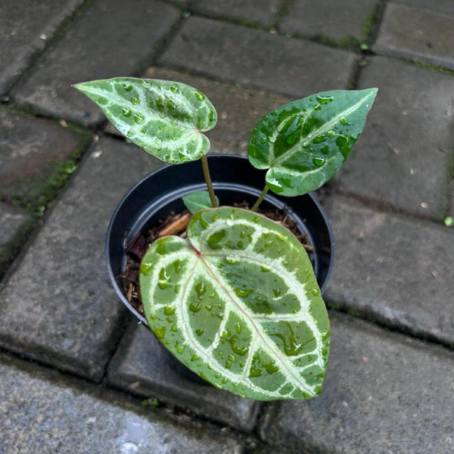 Tanaman Hias Anthurium Silver Blush x Zara Michelle | Anthurium Kuping Gajah Hybrid Silver Blush x Z