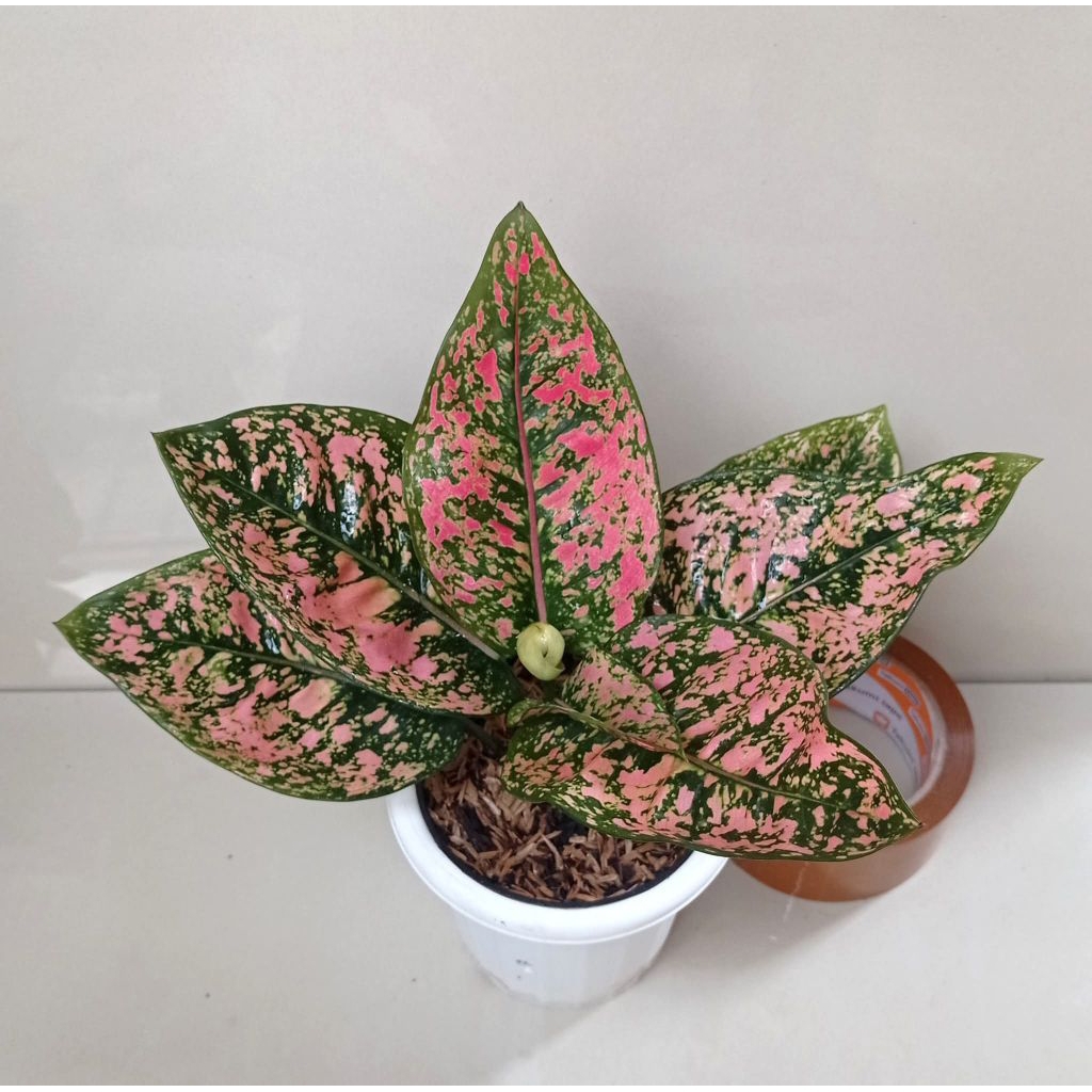 Ruby Compakta Aglonema/Tanaman Hias