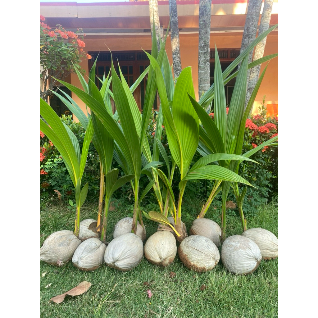 Bibit Kelapa Kopyor Genjah Pati Asli Kopyor