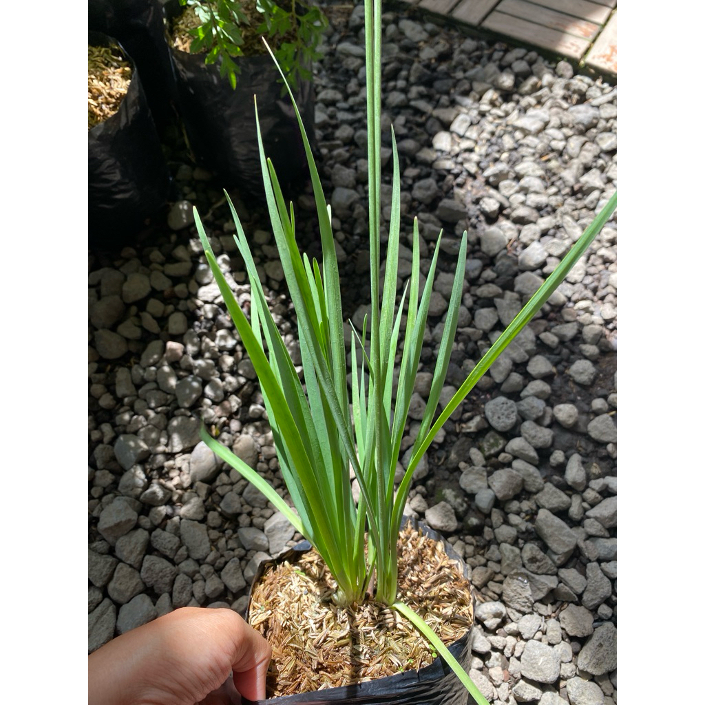 Tanaman daun bawang kucai - tanaman daun kucai sayur