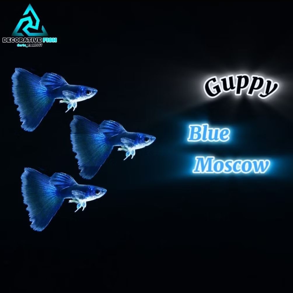 Hiasan Aquarium Guppy Blue Moscow