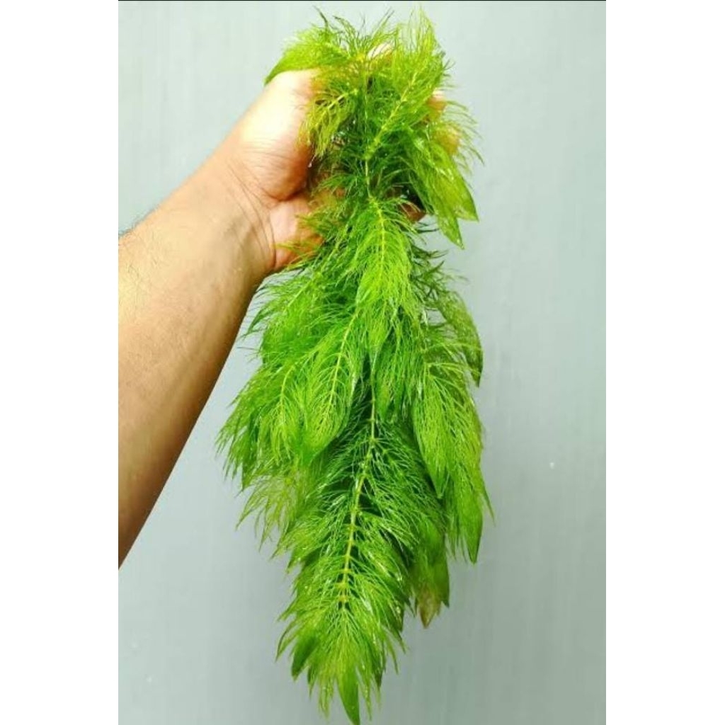 Tanaman air ganggang air demersum hiasan aquarium