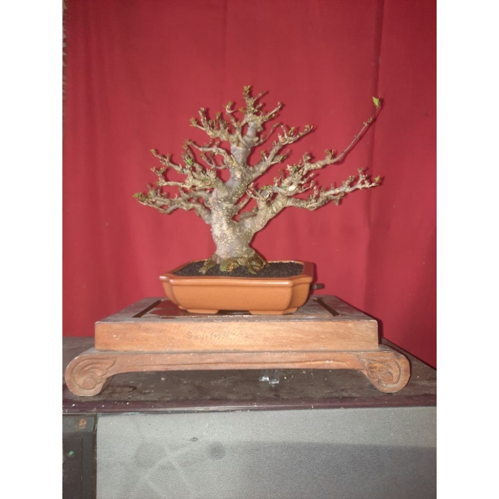 bonsai small anput