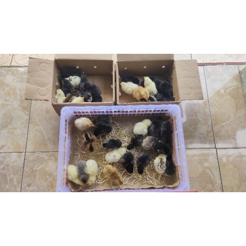 DOC/bibit ayam Kampung Petelur Unggul KPU3