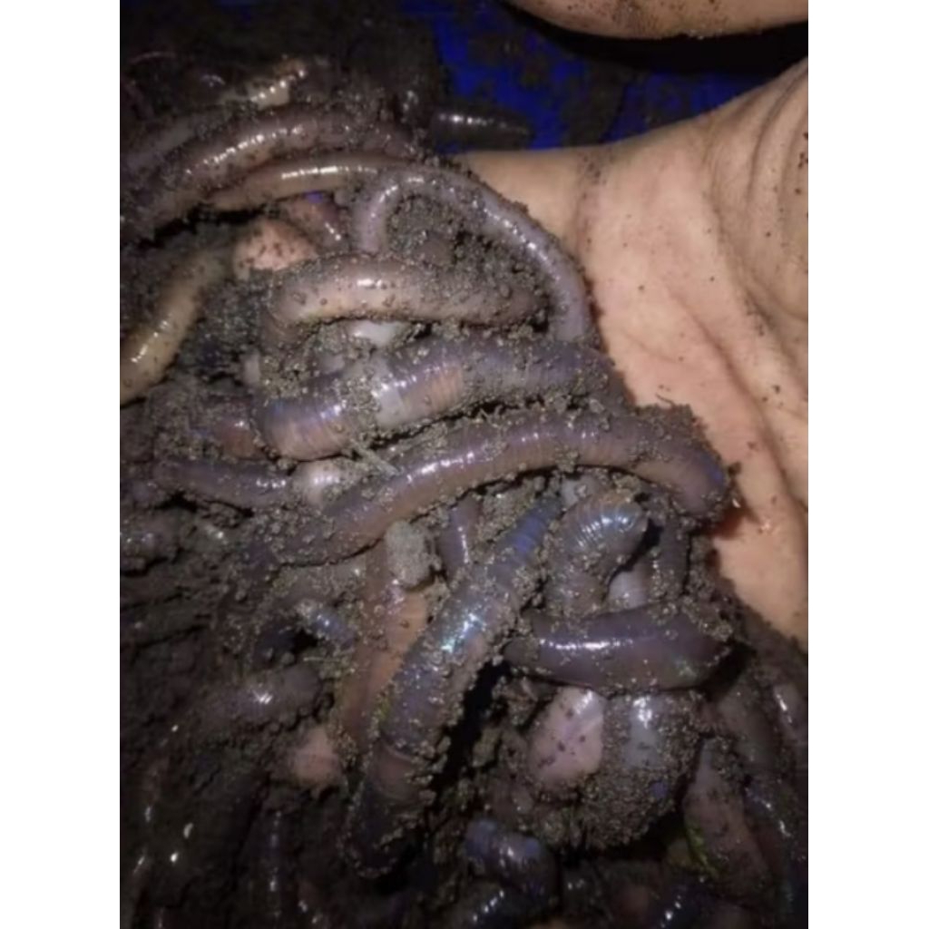 Cacing kalung jumbo untuk obat tipes dan umpan ikan predator