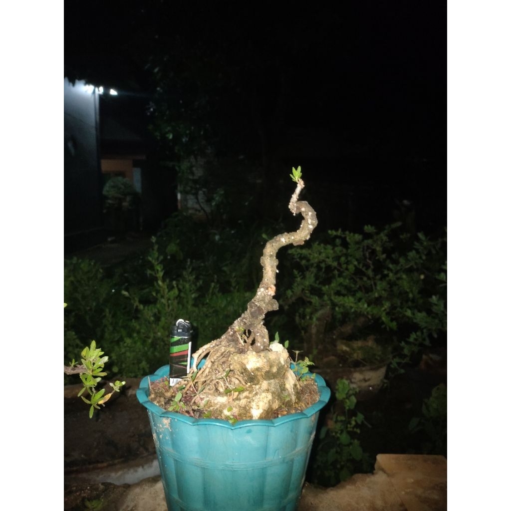 Bonsai Santigi Bahan / On The Rock