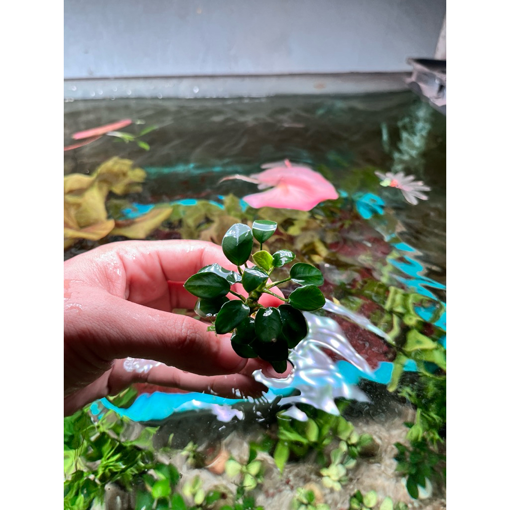 anubias petit Tanaman Aquascape