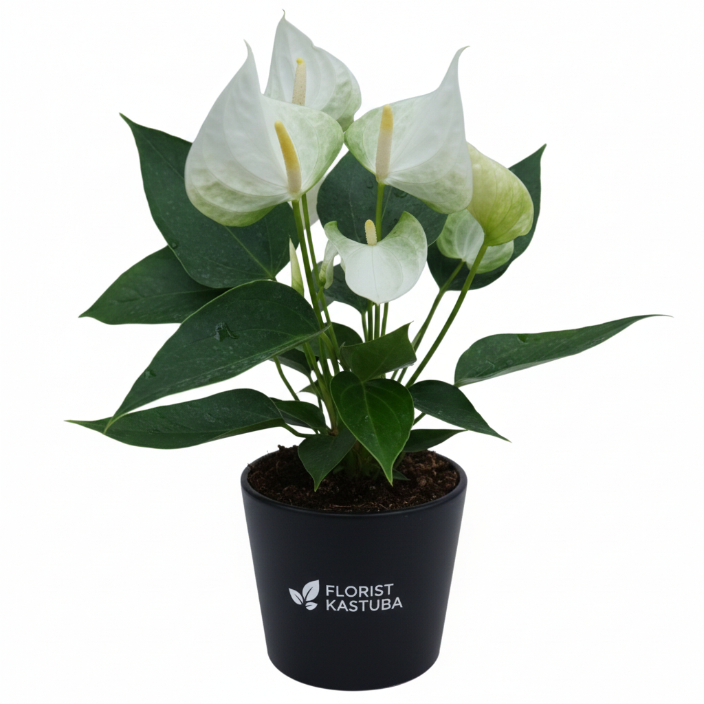 Tanaman Hias Anthurium Bunga Putih Jumbo - Anthurium Andraeanum White Besar - Bunga Hidup