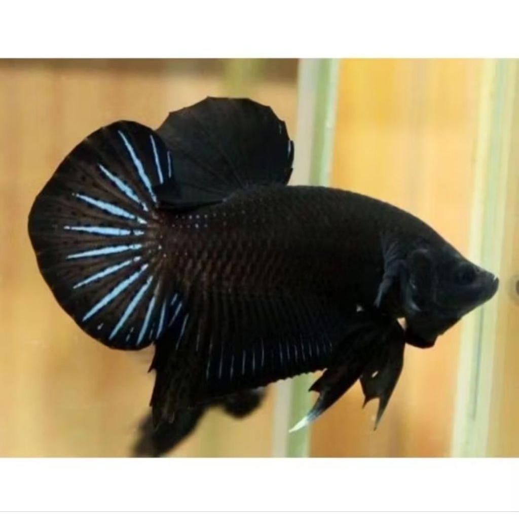 cupang plakat black king size M bergaransi