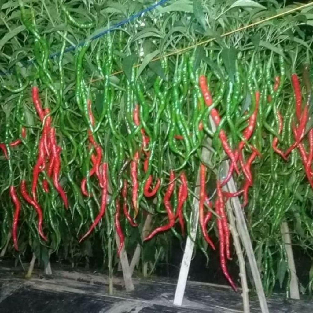 30 Biji / BENIH CABE MERAH KERITING LOKAL TERMURAH