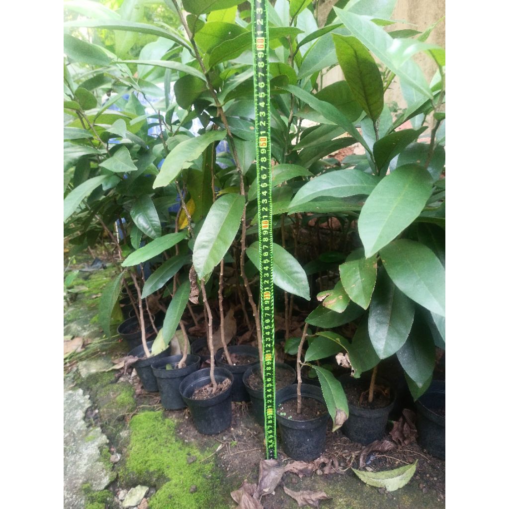 Bibit Buni / pohon buni - pohon induk rajin berbuah